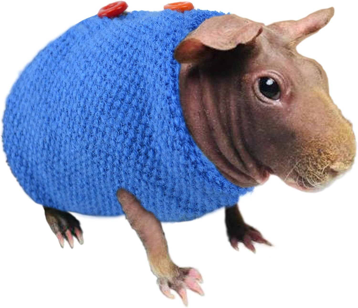 hairless ginue pig stuffed into a sweater